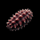 Sea Cucumber Image